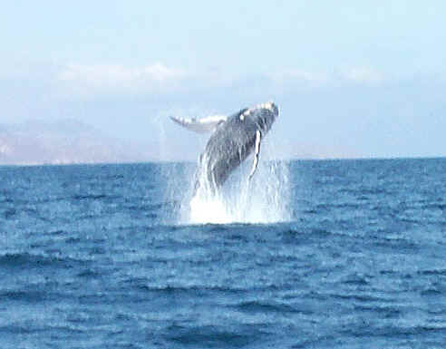 whale01